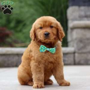 Tony, Golden Retriever Puppy